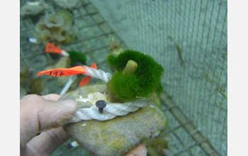 Chlorodesmis transplanted against a Porited coral in Fiji.