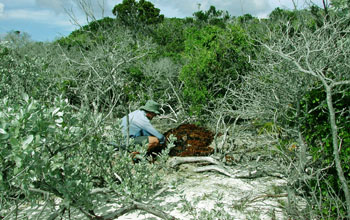 Photo of Jonah Piovia-Scott in an experimental plot.