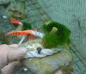 Chlorodesmis transplanted against a Porited coral in Fiji.