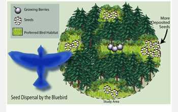 Seeds were more often found in central clearings of connected patches than in isolated ones.