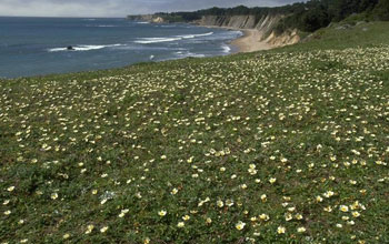 beach strawberry, Fragaria chiloensis, at Schooner Gulch State Park in California.