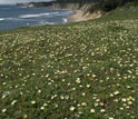 beach strawberry, Fragaria chiloensis, at Schooner Gulch State Park in California.