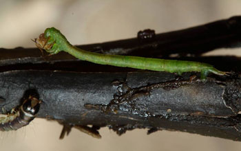 a carnivorous caterpillar grasping prey in Hawaii.