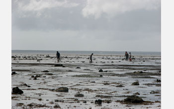 Photo of Tongans collecting shellfish on the reef at low tide in Ha'apai.