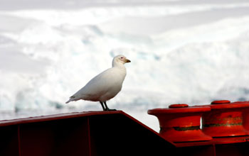 Snowy sheathbill