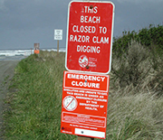 Razor clams are affected by domoic acid, making them off-limits during Pseudo-nitzschia blooms.