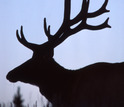 profile of an elk