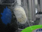 Photo of a silkworm cocoon spun in a lab at Tufts University.