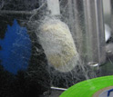 Photo of a silkworm cocoon spun in a lab at Tufts University.