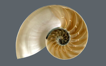 An interior view showing the rigid open chambers within <em>Nautilus pompilius</em>
