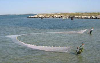 Photo of Lyndie Hice and Glenn Wagner seining for Atlantic silversides near Cape Hatteras.