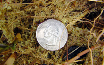 Photo of Atlantic silverside eggs attached to intertidal plants along shore with quarter for scale.