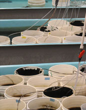 Photo of buckets of larval Atlantic silversides in the laboratory.