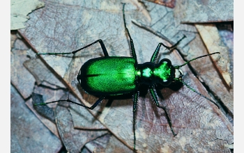 A six-spotted tiger beetle (<em>Cicindela sexguttata</em>) suns itself