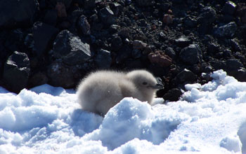 South polar skua chick