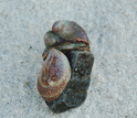 Photo of an Atlantic slipper limpet