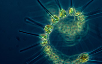 phytoplankton in a dark sea.