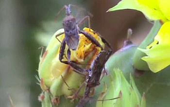 Close up of an insect on a plant