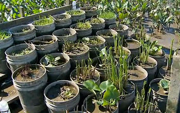 Marsh plants