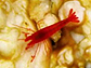 Close up of a red shrimp