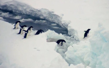 Ice, water, penguins