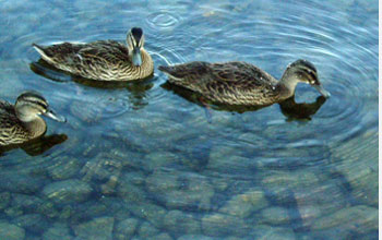 Photo of dabbling ducks foraging in the shallow region of Lake Alexandrina, New Zealand.