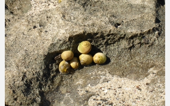 An unidentified cluster of sea snails at low tide, Turtle Island, Fiji