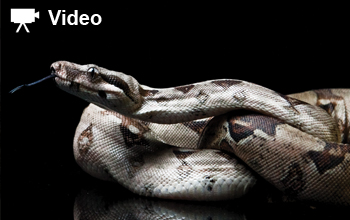 A snake coiled with its head up looking to the left
