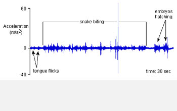 Graph of vibrations caused by a snake attack on a clutch of frog eggs