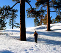 Photo of a researcher walking through the snow-covered forest in Sequoia National Park.