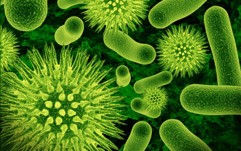 Photomicrograph in green light of bacteria.