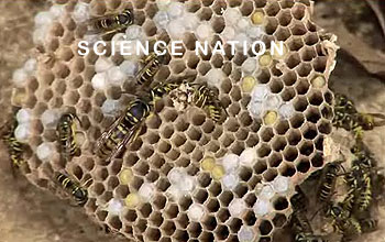 Close up photo of yellow jackets and words Science Nation