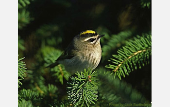 Photo of a golden-crowned kinglet.