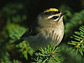 Photo of a golden-crowned kinglet.