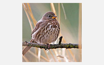 Photo of a fox sparrow.