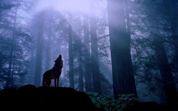 a wolf howling in the forest.
