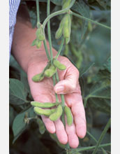 Photo of a hand holding pods of soybean.