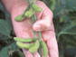 Photo of a hand holding pods of soybean.
