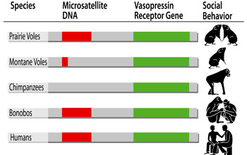 Microsatellite DNA length and social behavior in voles and primates.