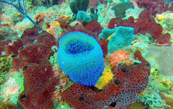 A diverse community of marine sponges on a coral reef in St. Croix, U.S. Virgin Islands.