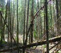 trees killed by an infestation of the spruce budworm