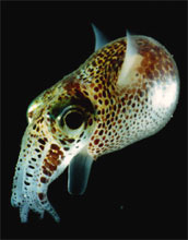 Adult Squid Species <em>Euprymna scolopes</em>