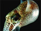 Adult Squid Species <em>Euprymna scolopes</em>