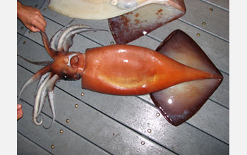 Photo of a Humboldt squid.