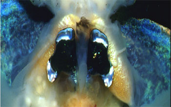 Ventral Dissection Adult <em>Euprymna scolopes</em>