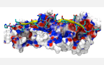 Image of human fibronectin in background bound to a protein from Staphylococcus.