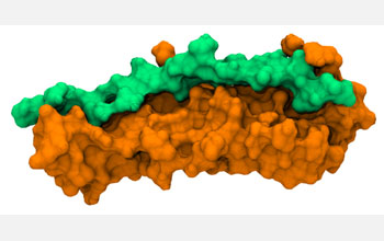 human fibronectin, orange, bound to fibronectin-binding protein A, green, from Staph.