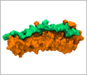 human fibronectin, orange, bound to fibronectin-binding protein A, green, from Staph.