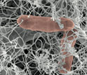 Scanning electron micrograph of bacteria, red, in initial stages of biofilm formation.