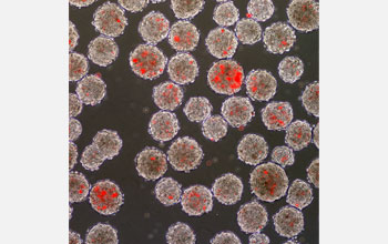 Overlaid images showing incorporation of microspheres (red) in embryoid bodies (gray clusters).
